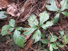 Gynostemma pentaphyllum