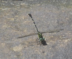 Hemigomphus theischingeri