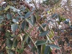 Trachelospermum asiaticum