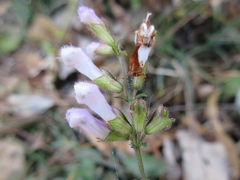Lamiaceae
