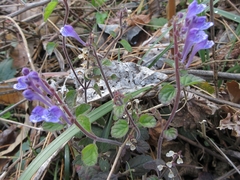 Scutellaria