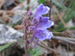 Scutellaria
