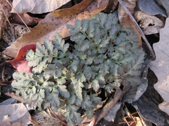 Sceptridium ternatum