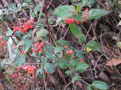 Euonymus