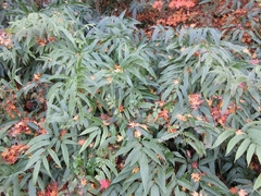 Coniogramme japonica