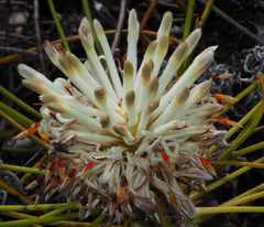Petrophile longifolia