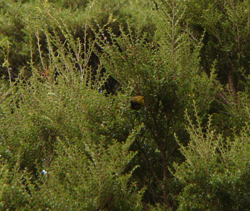 Mohoua ochrocephala