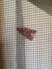 Mimaglossa nauplialis