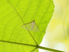 Palpita nigropunctalis