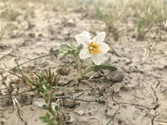 Solanum esuriale