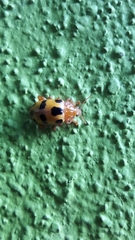 Podontia affinis