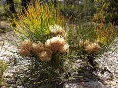 Petrophile longifolia