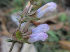 Lamiaceae