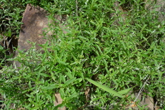 Mentha diemenica