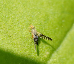 Spathulina acroleuca