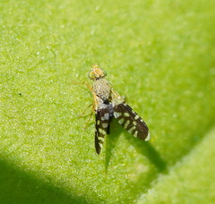 Spathulina acroleuca