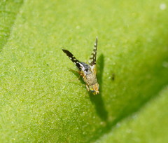 Spathulina acroleuca