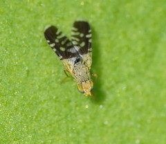 Spathulina acroleuca