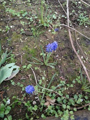 Muscari