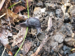 Parmavitrina megastoma