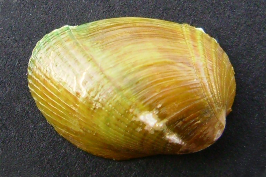 Nesting mussel