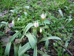 Tulipa bifloriformis