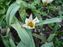 Tulipa bifloriformis