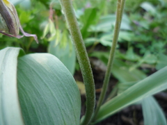 Tulipa bifloriformis