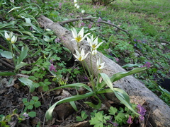 Tulipa bifloriformis
