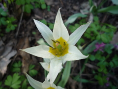 Tulipa bifloriformis