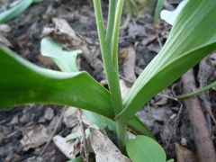 Tulipa bifloriformis