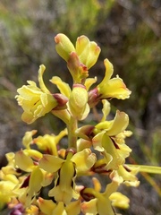 Tritoniopsis parviflora