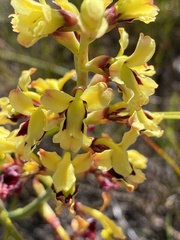 Tritoniopsis parviflora