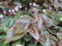 Persicaria capitata