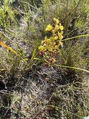 Tritoniopsis parviflora