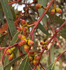 Eucalyptus phenax