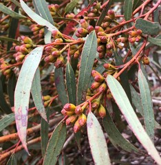 Eucalyptus phenax
