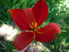 Tulipa sprengeri