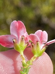 Adenandra brachyphylla