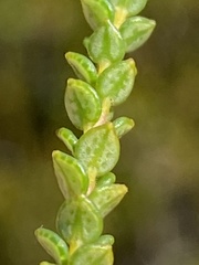 Adenandra brachyphylla