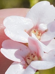 Adenandra brachyphylla