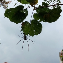 Nephila pilipes