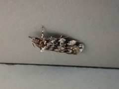 Scoparia exhibitalis