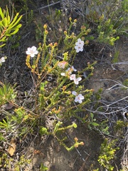 Adenandra brachyphylla