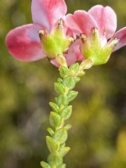 Adenandra brachyphylla