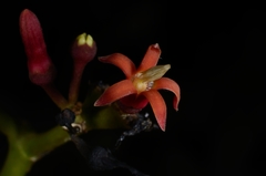 Parsonsia rubra