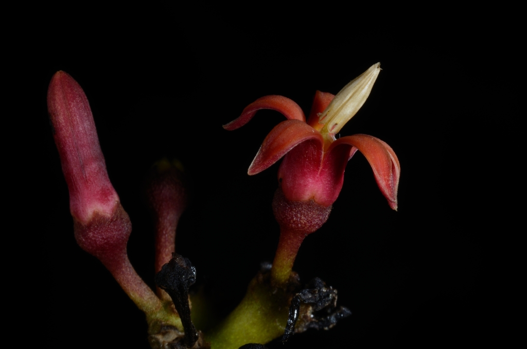 Parsonsia rubra