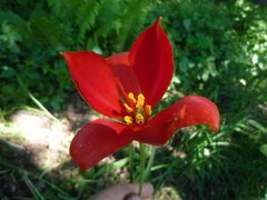 Tulipa sprengeri