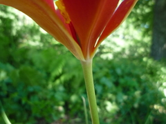 Tulipa sprengeri