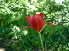 Tulipa sprengeri